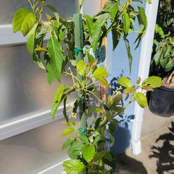 Mexicola Grande Avocado Tree