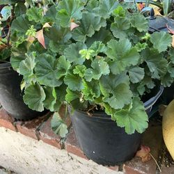Plants Geraniums In Large Pots  