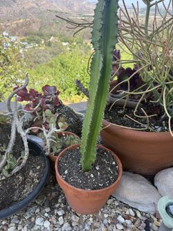 Cactus Galore