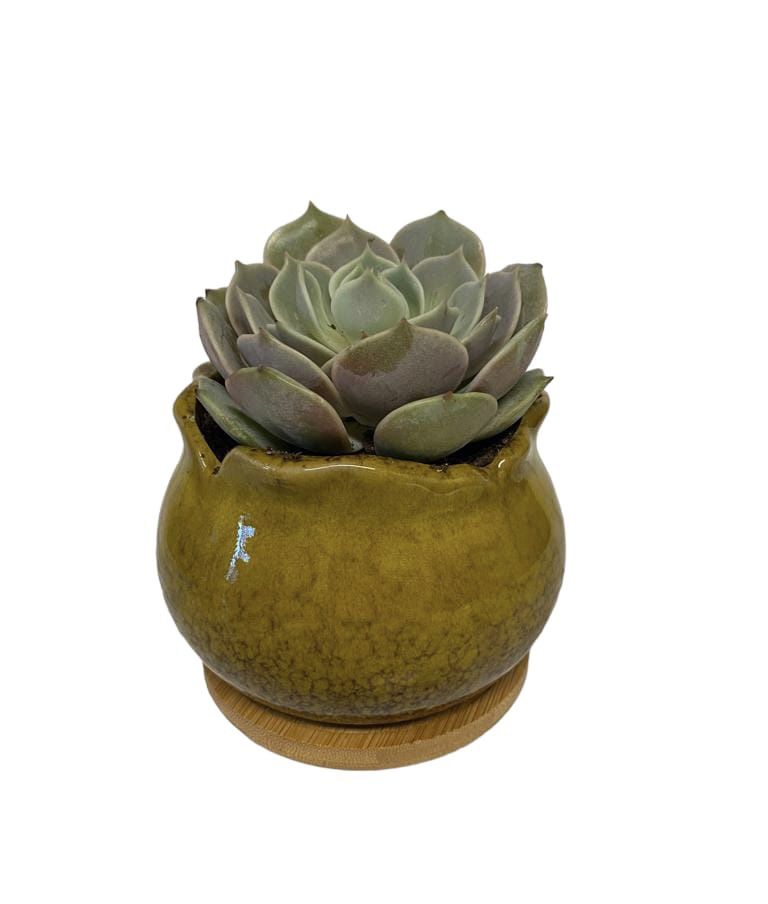 Succulent In Ceramic Pot 