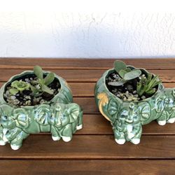 Succulents Plants For Sale🪴Potted In Ceramic Elephant Planter🪴  $14.00 Each  🪴 