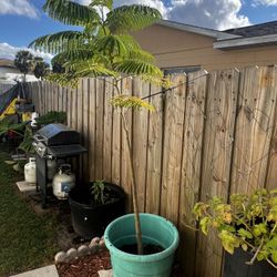 6’ Redish/Orange Flamboyant Tree