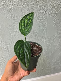 Monstera perú