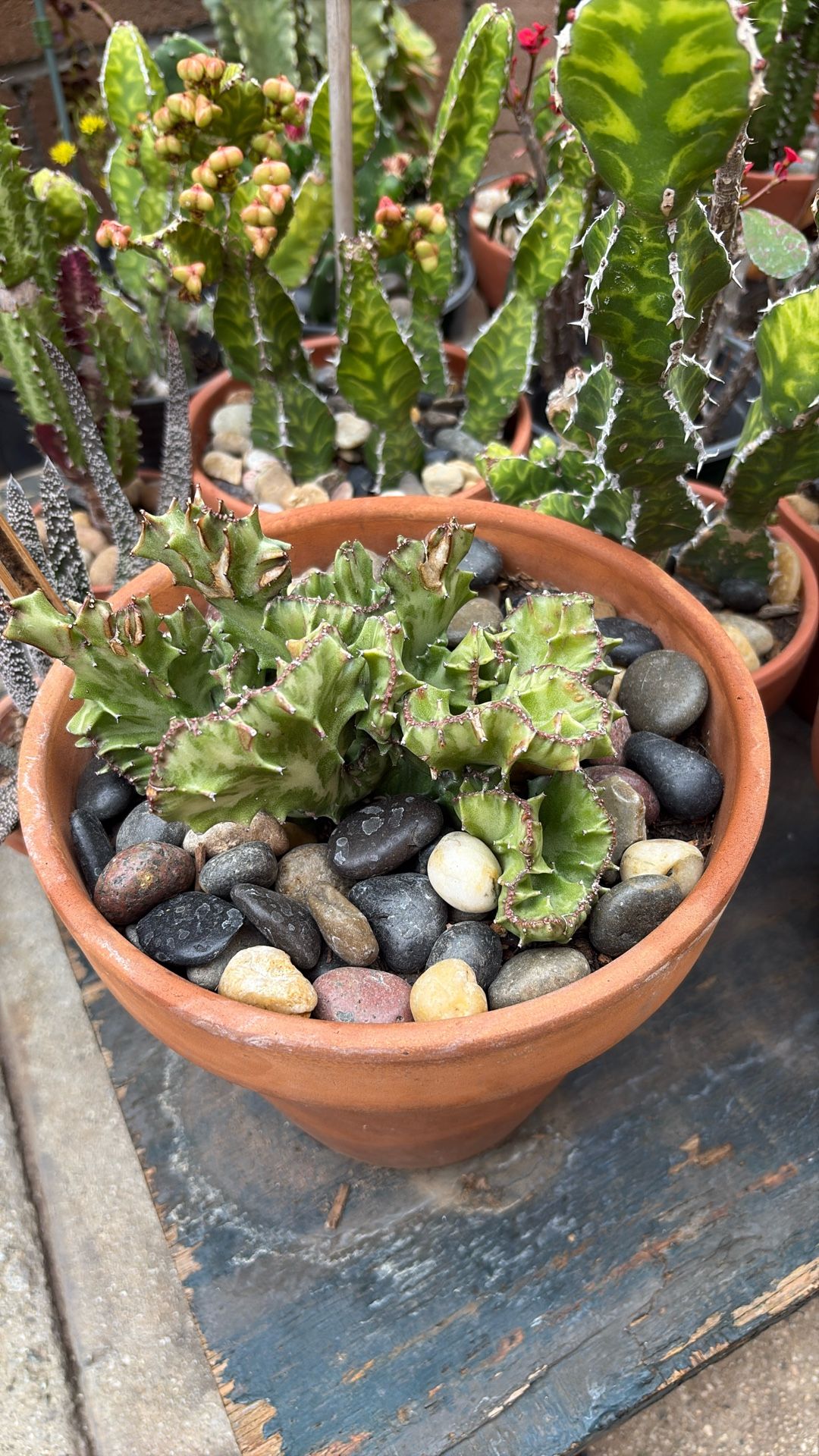 Euphorbia Lactea Crista Cactus For Sale In 8 Inch Pot Clay