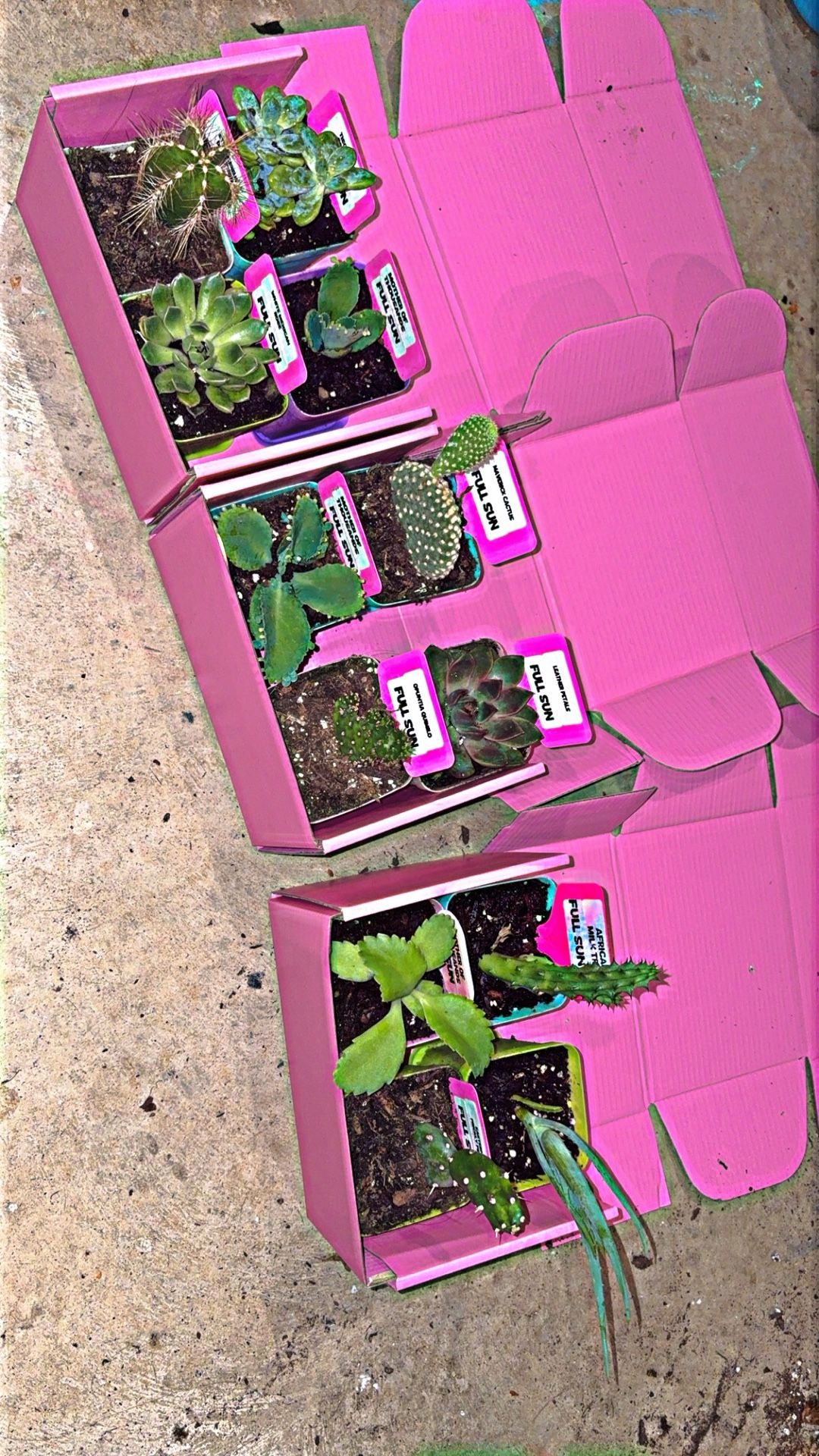 Succulents And Cacti Variety Boxes!!!