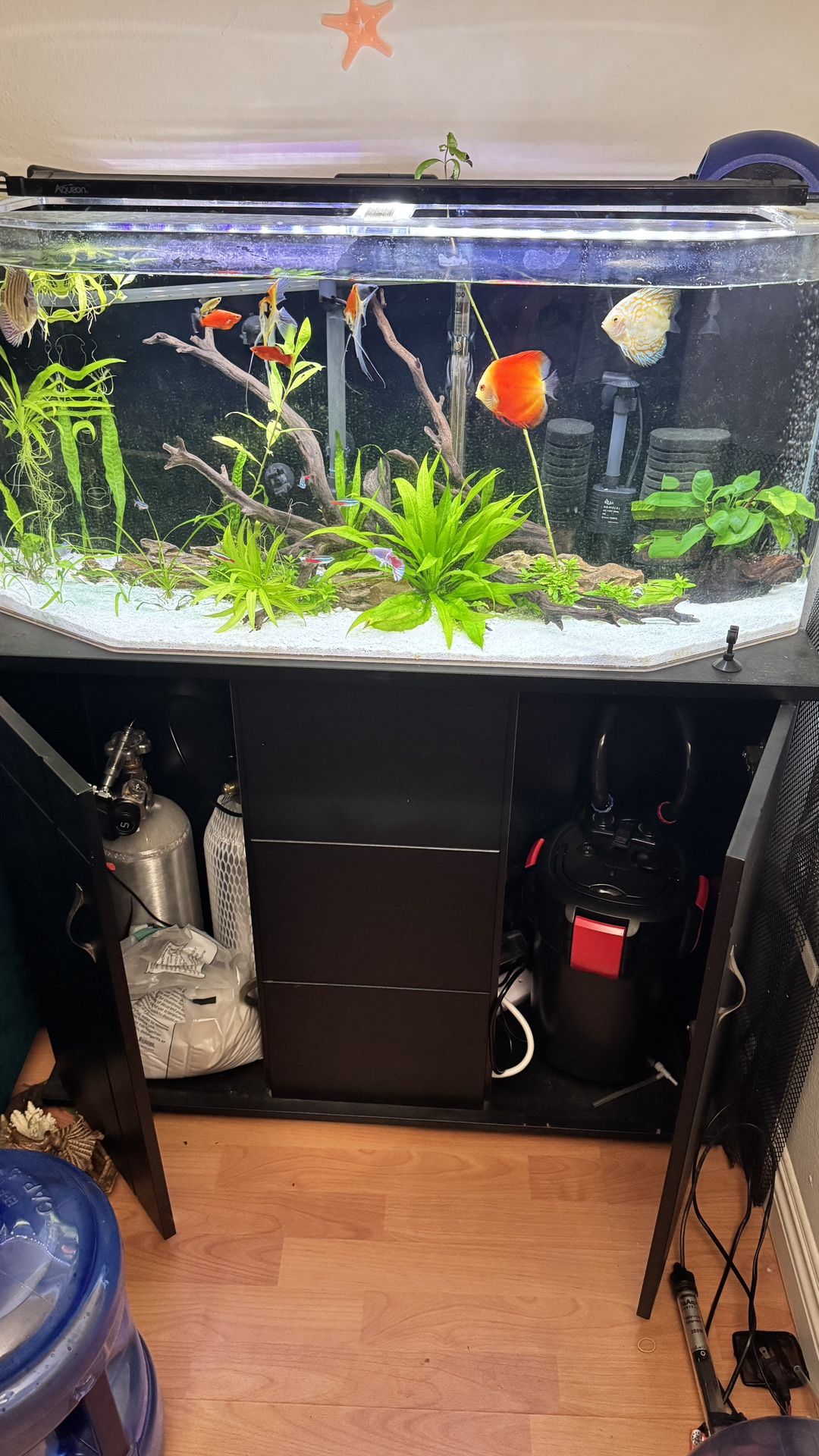 Fresh Water Planted Tank