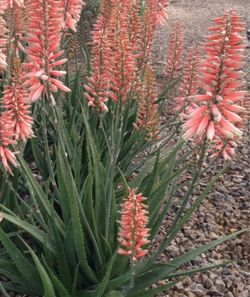 Aloe “ Safari Rose”