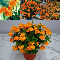 crosandra marmalade plant  🪴 3gal