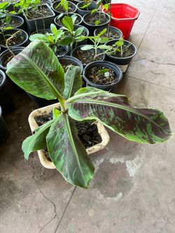 Bonsai Dwarf Banana Plant Tree