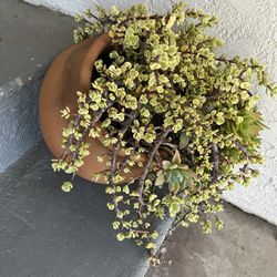 Succulent Arrangement And Pot 