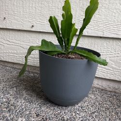 Cactus Orchids 