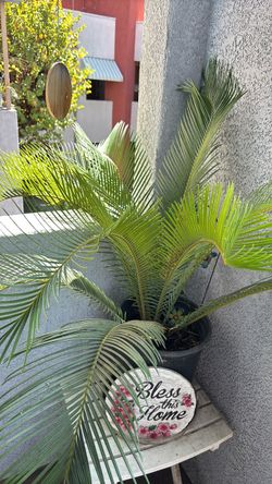 Potted Sego Palm Plant in Black Nursery Pot