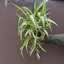 Spider Plant In 6” Pot 