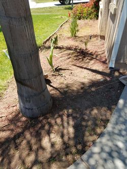 Sod woxs and more.........