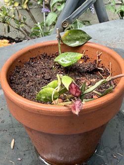 Hoya khroniana black