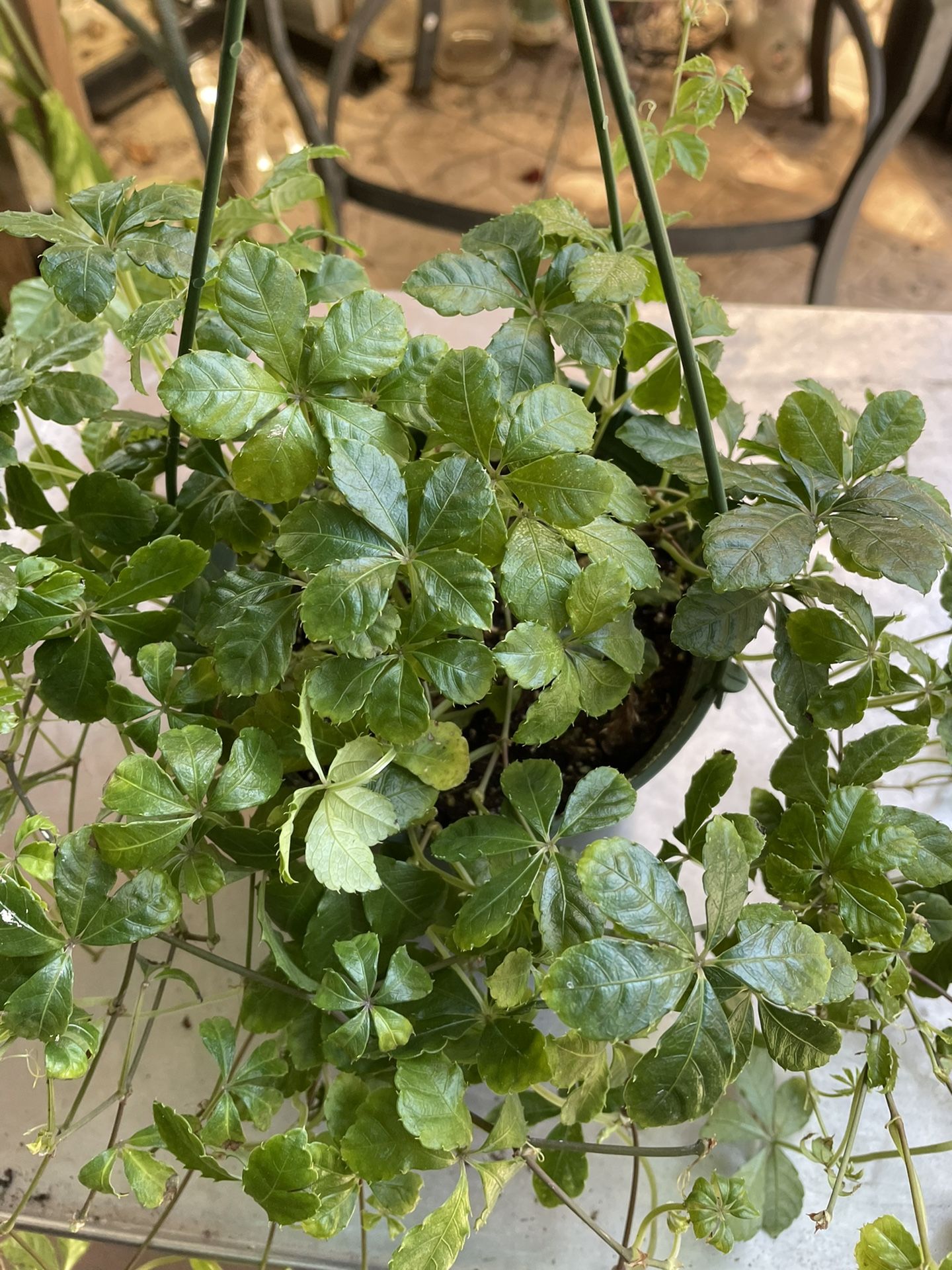 Sugar Vine Parthenocissus Striata $20 Each
