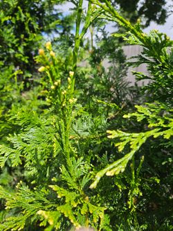 Free arborvitae Green Giant evergreen trees
