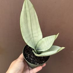 4” Sansiveria moonshine