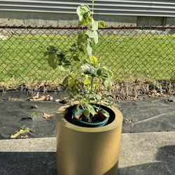 Gold Planter 