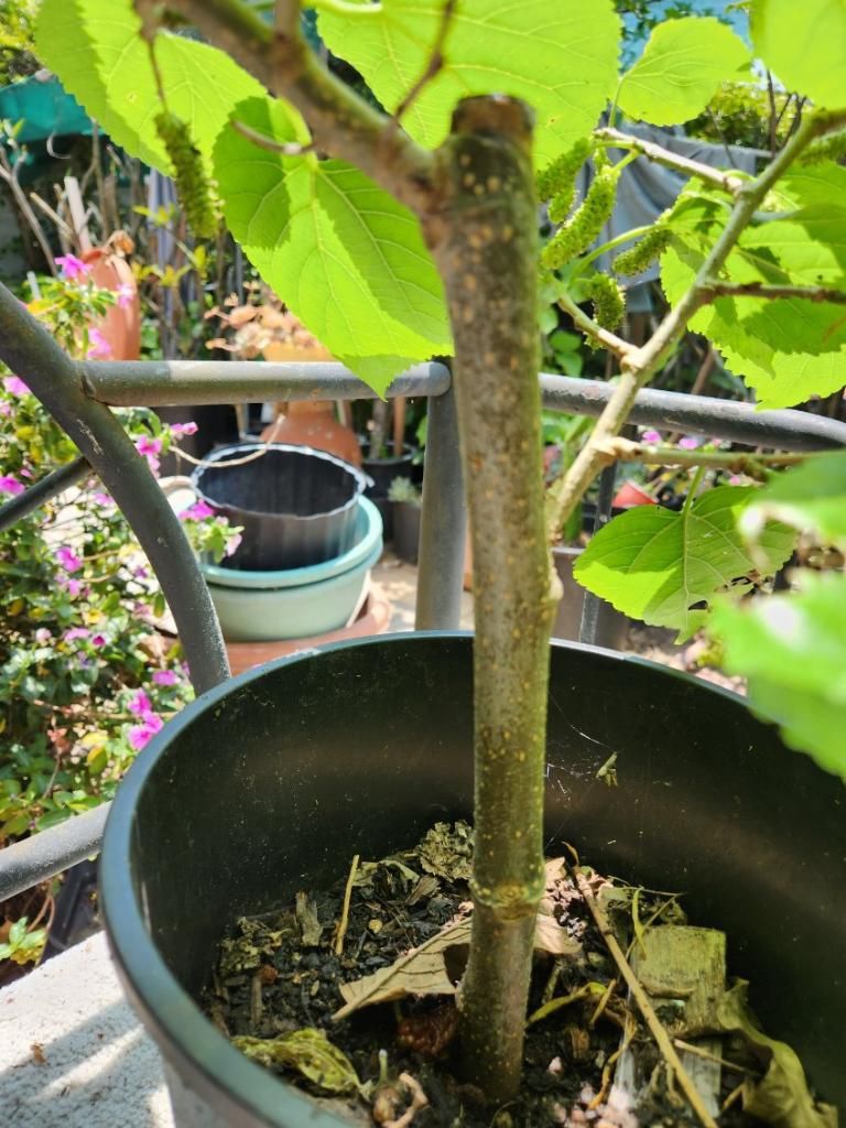 Pakistan Mulberry Tree for Sale in La Habra Heights, CA OfferUp