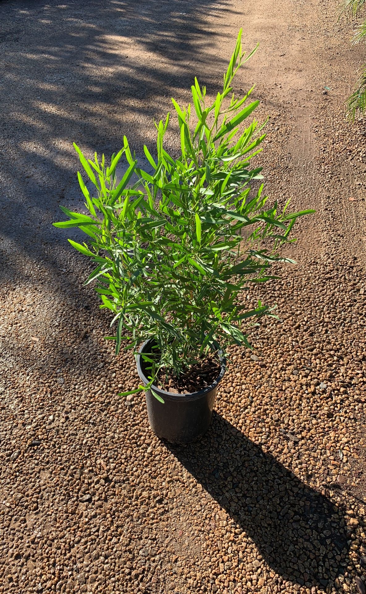 Plant Sale - Green Hopseed (Dononea) Bush (shrub) Retail and wholesale (Please Read Description!!)