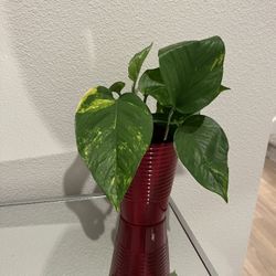 Gold Pothos Plant 