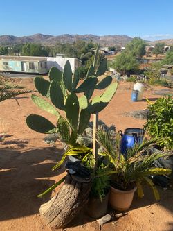 Nopal