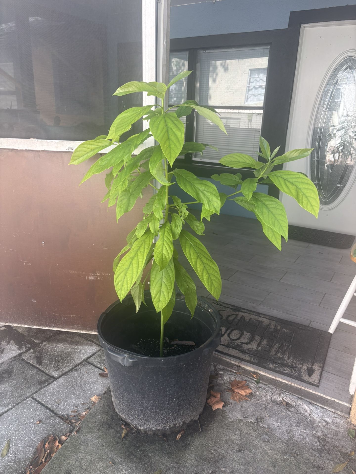 Hass avocado tree 4’2”