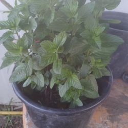 HIERBA BUENA 2 GALS.