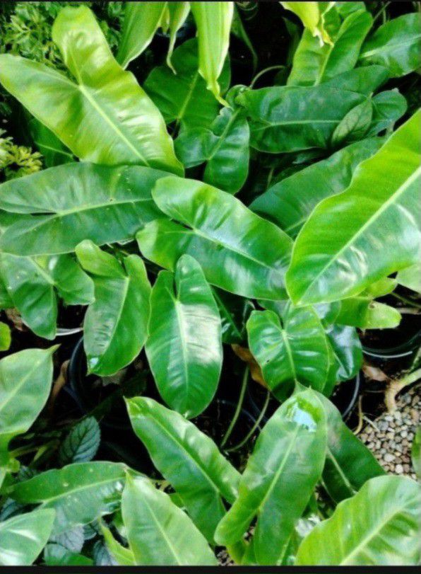 Philodendron House Plant Landscape Plant Roberto Marks Aroid