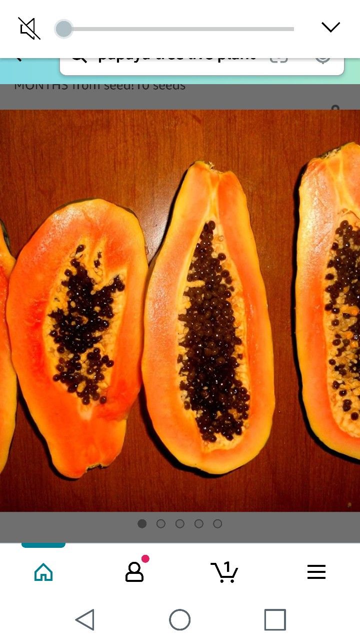 4ft 3gallon Fully Grown Papaya Self Pollinating Tree