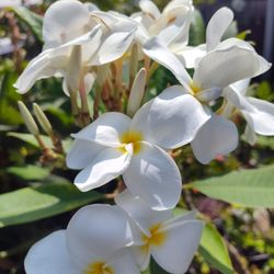 Plumeria Plant Bluming 5 Feet Toll