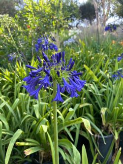 Agapanthus