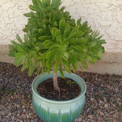 Big Beautiful Succulent In Large Pot