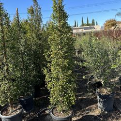 Eugenia Privacy Hedge