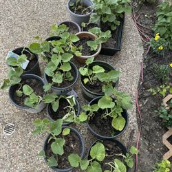 Honeydew Melon And Apple Plants