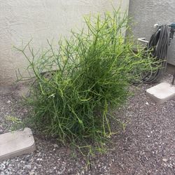 Large Succulent In Pot