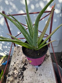 Aloe Vera-Sábila Plant in Pot