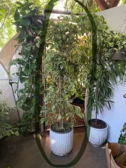 Live tree!!~6ft (14” pot) thick trunk/ variegated Ficus Benjamina; ceramic pot not included; 95820