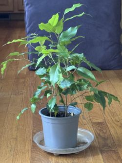 Ficus - 18”