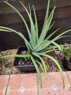Aloe Vera Leaves