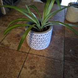 Spider Plant 