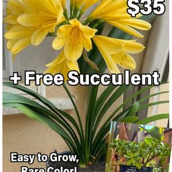 🌸 Moving Sale – 1Potted Flowering Plants 35 Bundle + Free Bonus! Pickup in Oceanside
