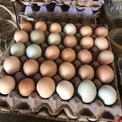Farm Fresh Eggs Available 