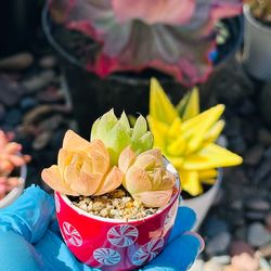 Cute Ceremic pot with rare succulents