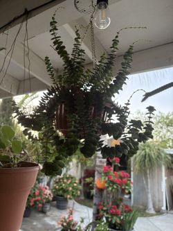 Planta de colgadera