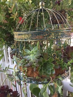 Beautiful birds cage with real succulent plants