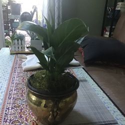 Plant