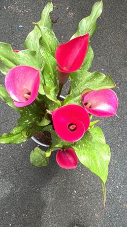 🌸 Calla Lilies – Dark Pink & Purple 🌸