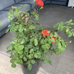 Oudoor rose 3  ft  tall